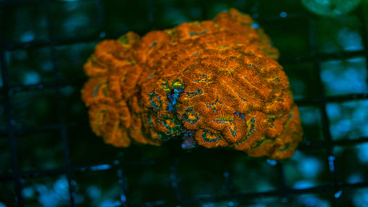 Acan Corals: A Beginner's Guide