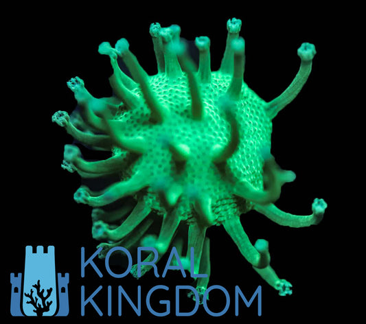 Benefits of a Refugium with your reef tank