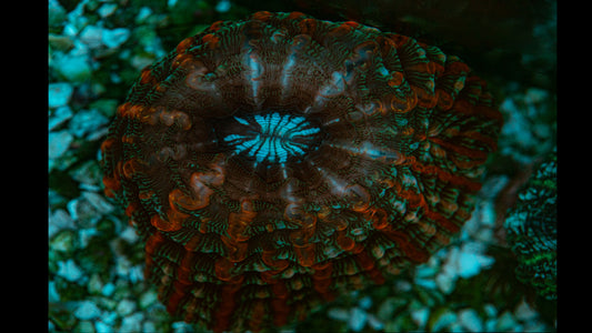 Starting a Saltwater aquarium Koralkingdom