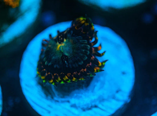 Zoanthid Tanks are the perfect place to start your aquarium journey!