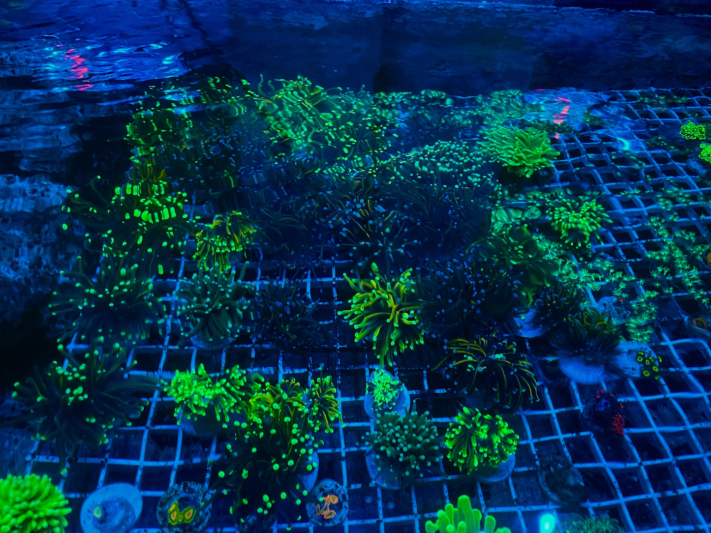 Mystery Gold Torch coral Euphyilla