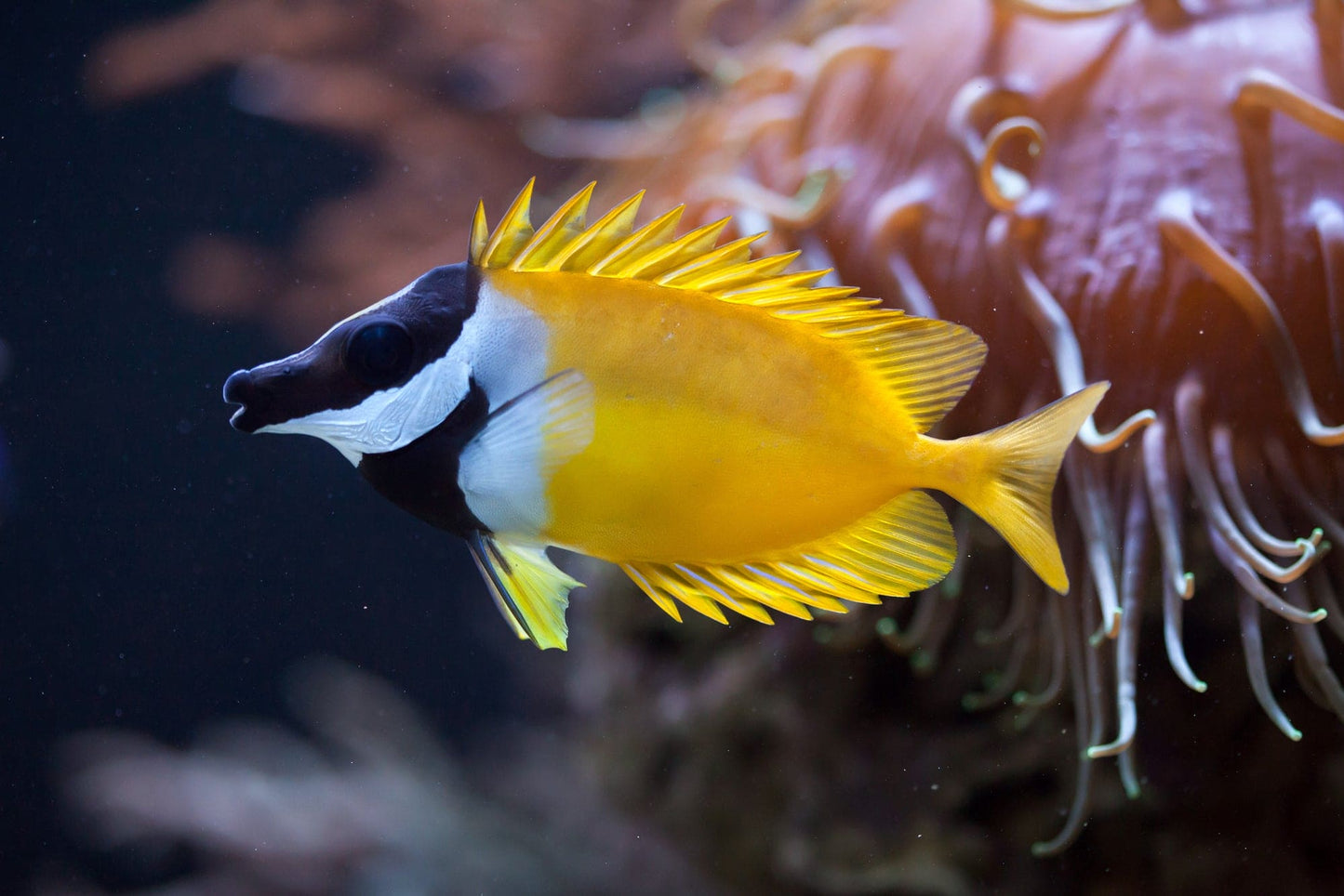 Fox Face Rabbit fish