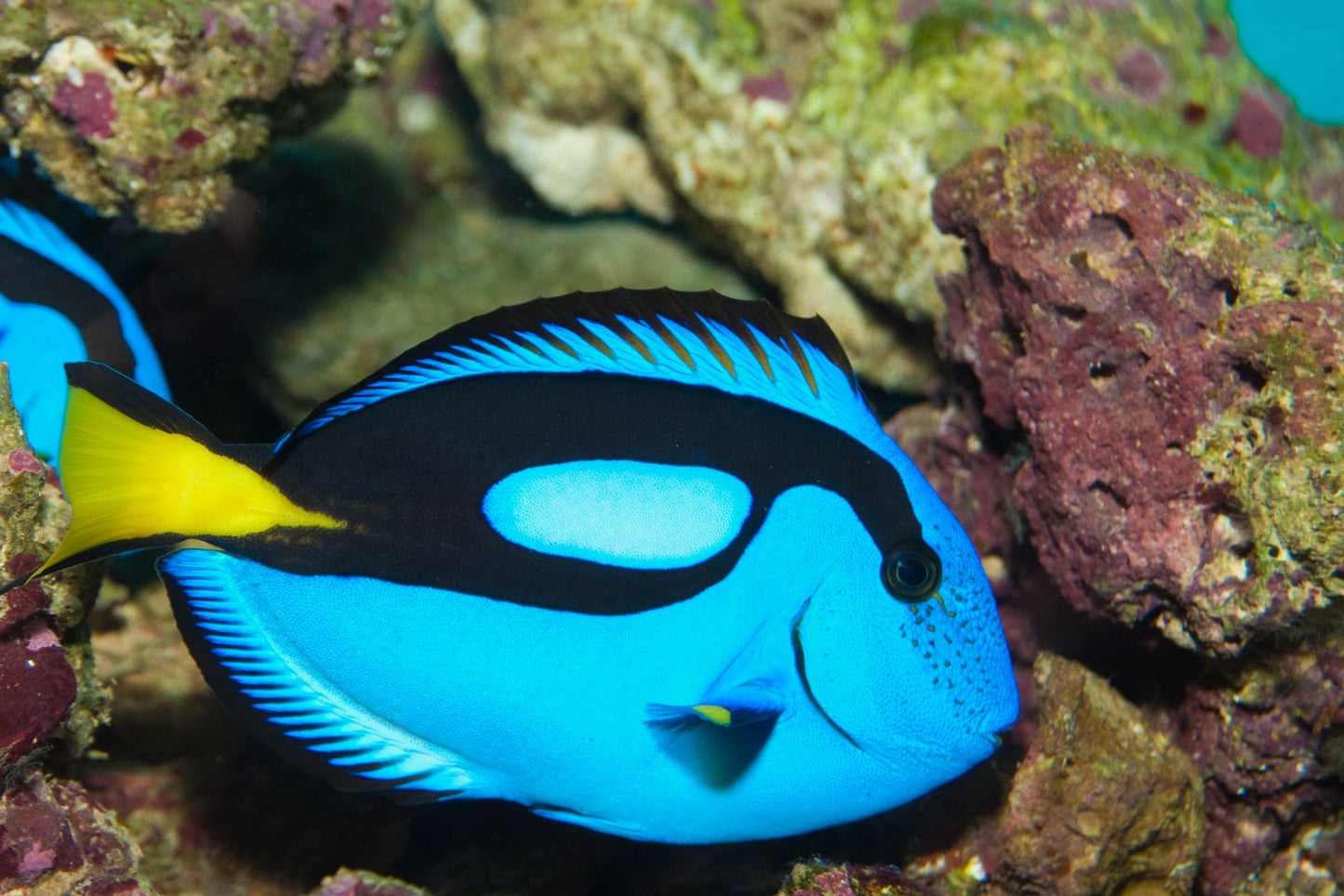 Blue Hippo Tang