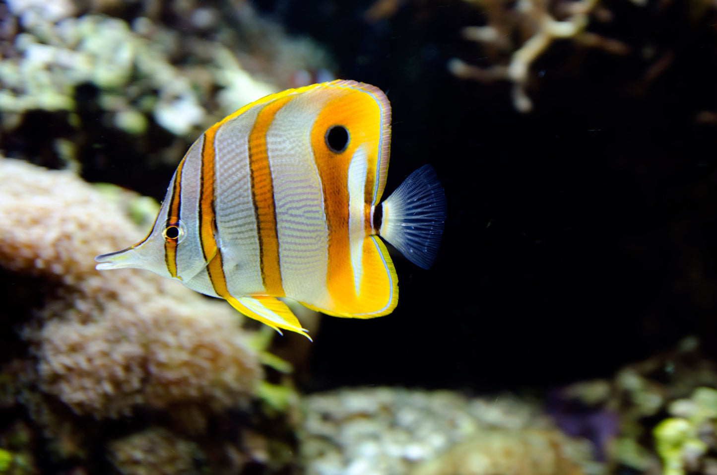 Copperband Butterfly fish