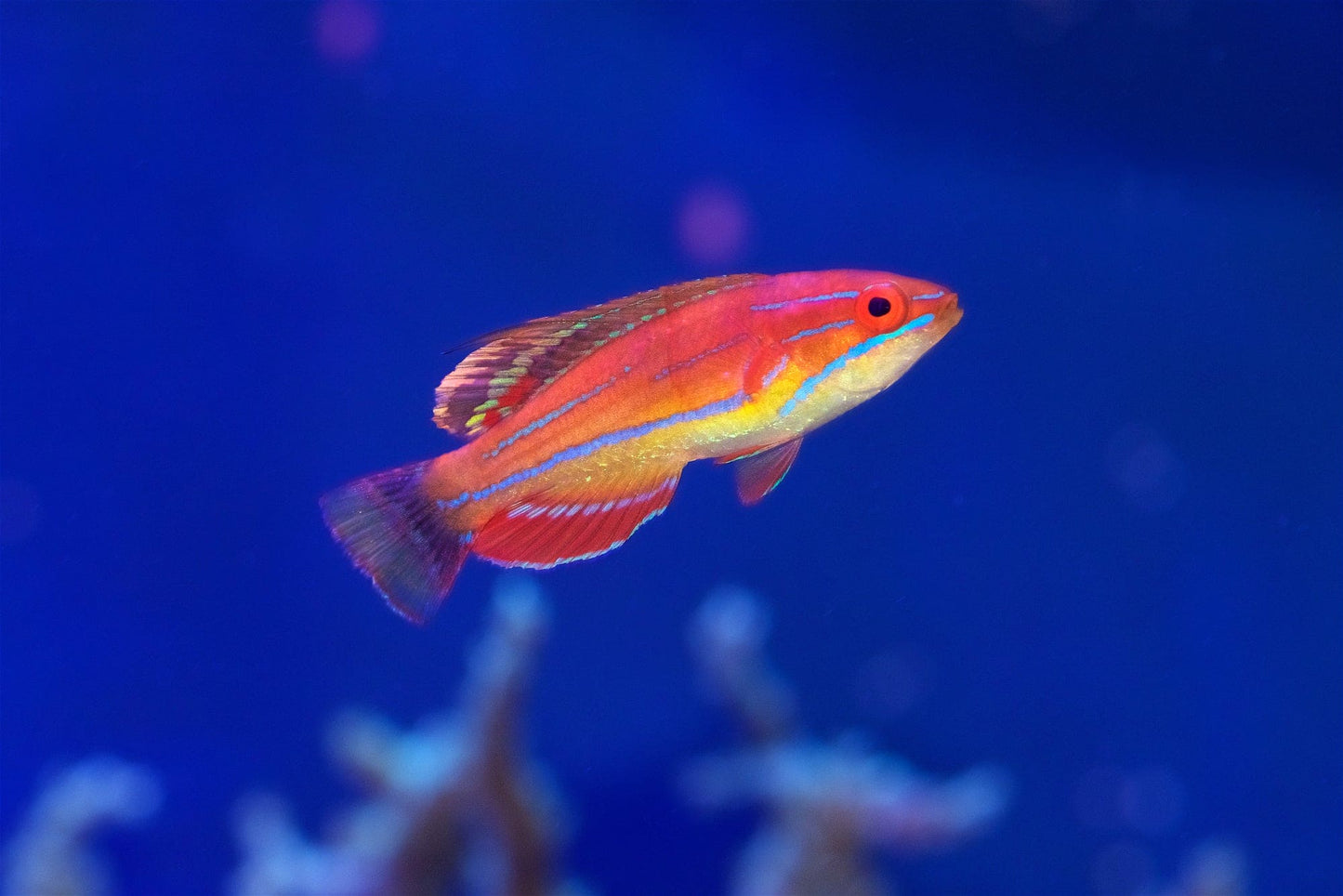 Flasher Wrasse