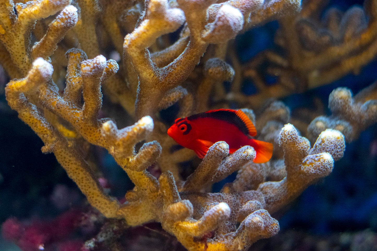 Flame Hawkfish