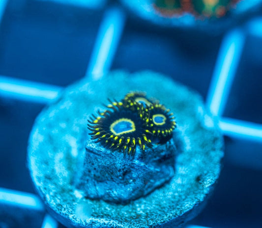 Frozen Hornets Zoanthid WYSIWYG A1