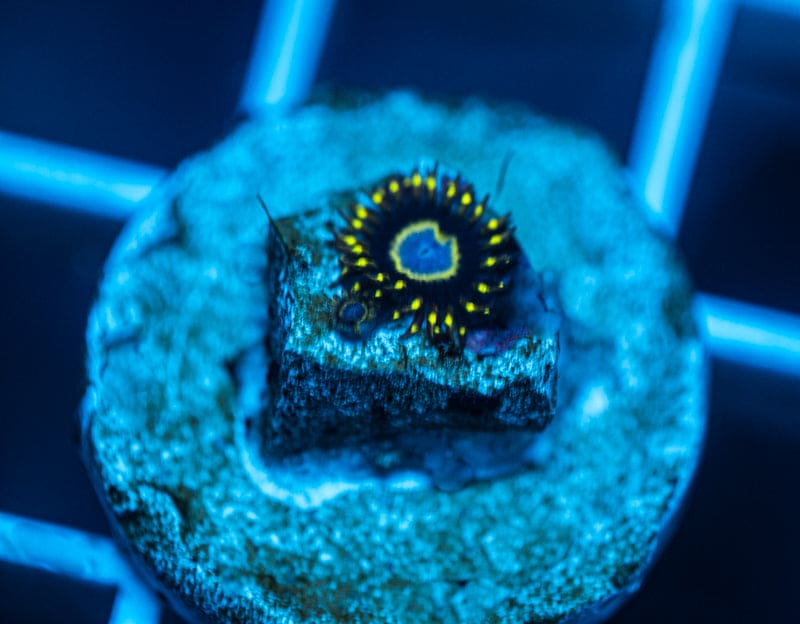 Frozen Hornets Zoanthid WYSIWYG