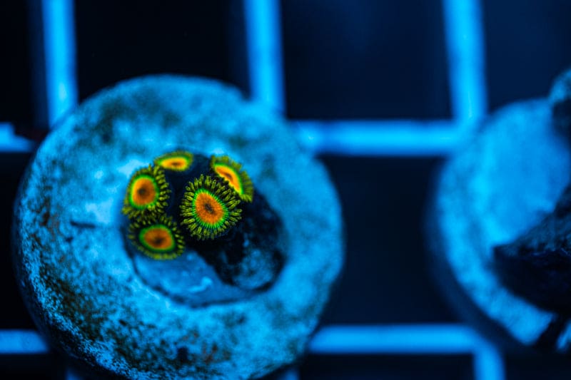 Rasta Zoanthids Zoanthid WYSIWYG