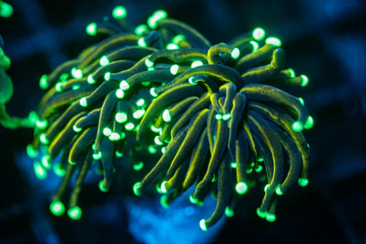 Indo Gold torch coral