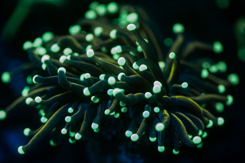 Indo Gold torch coral 2 heads