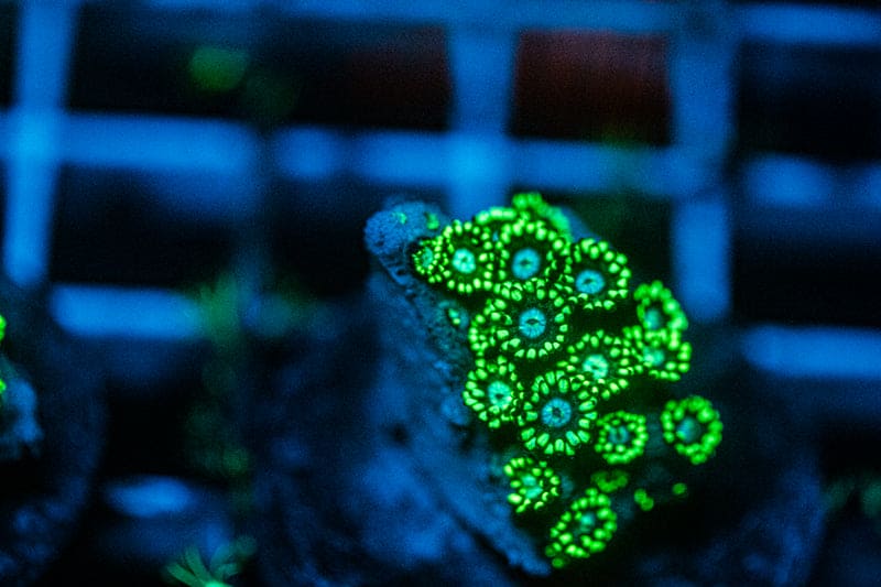 metallic green goniopora