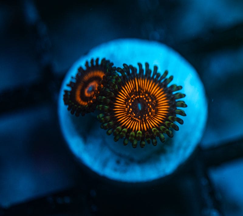 Inferno Zoanthids 2-5 Polyp Frag