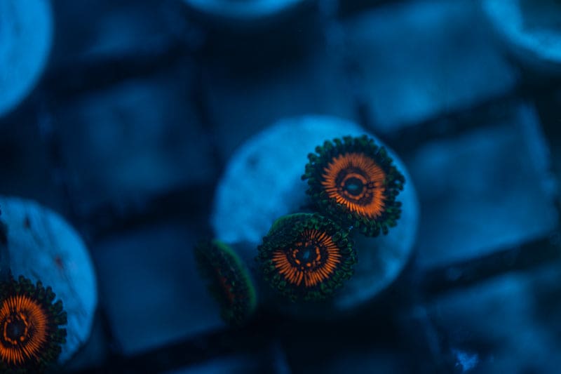 Inferno Zoanthids 2-5 Polyp Frag