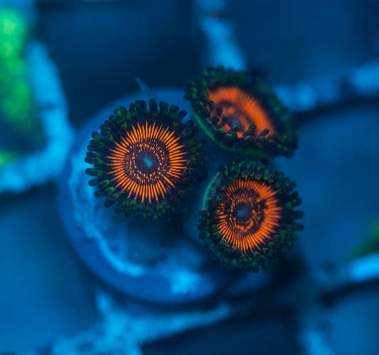 Inferno Zoanthids 2-5 Polyp Frag