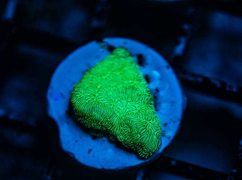 Hulk  leptoseris 3/4 inch frag