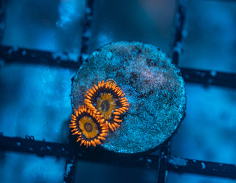 WYSIWYG space clown zoas