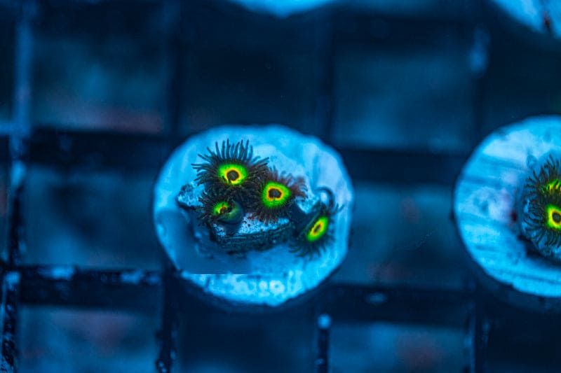 WYSIWYG Bob Marley zoas