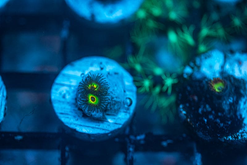 WYSIWYG Bob Marley zoas