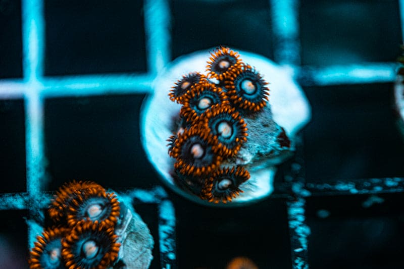 Snitches Zoanthids 2-5 Polyp Frag