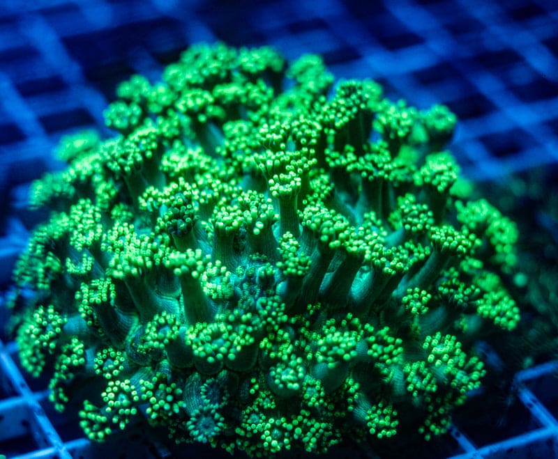 Green Goni full colony
