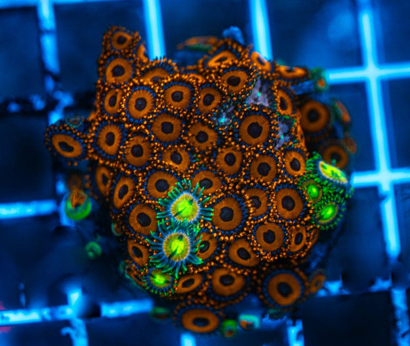 WYSIWYG zoa colony on crate