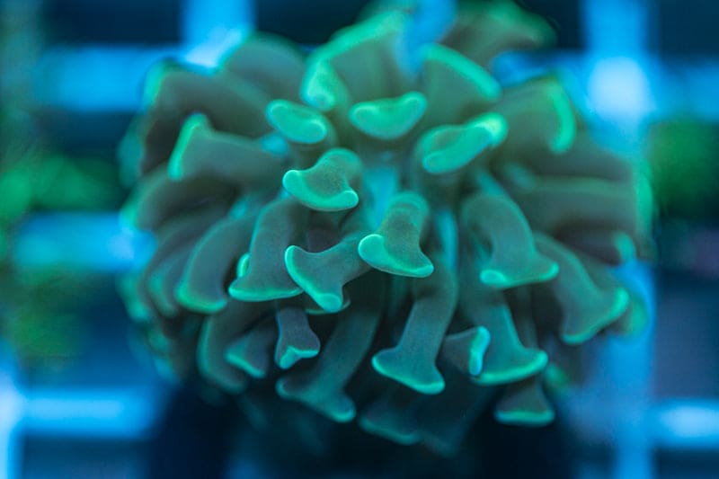 Branching Hammer coral WYSIWYG