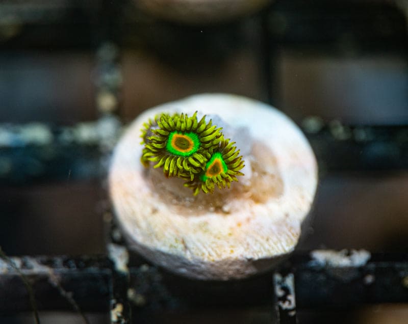 WYSIWYG Rasta zoanthids