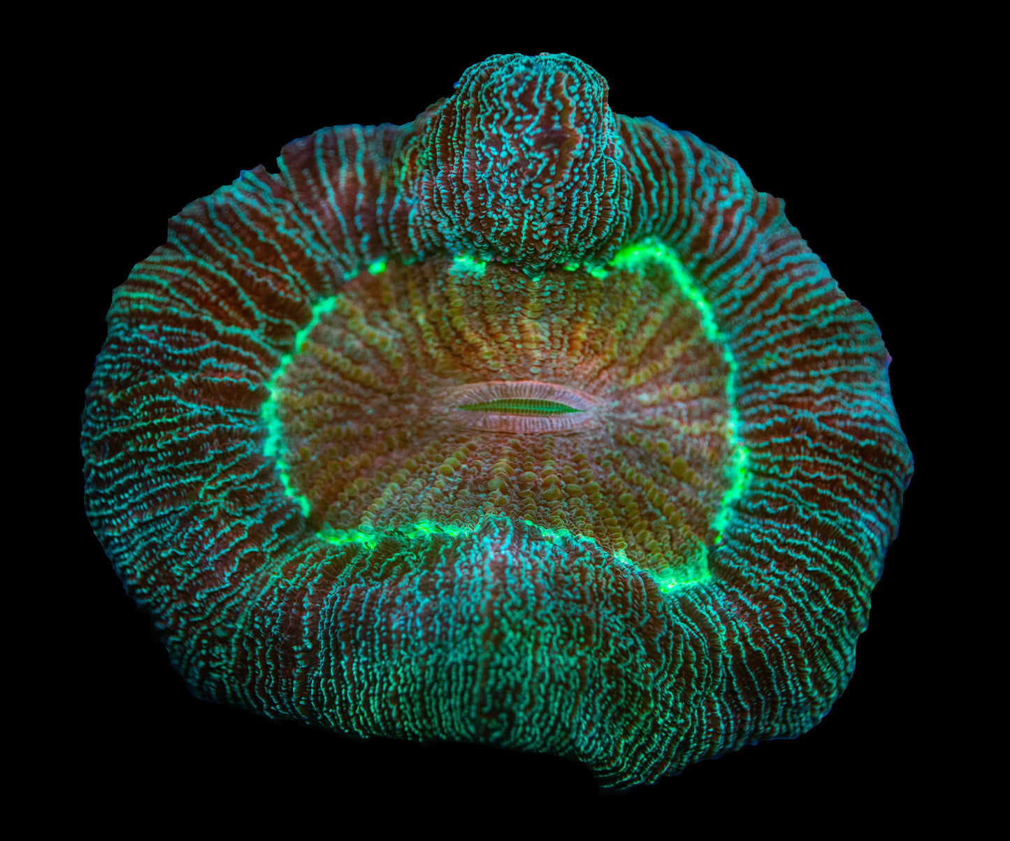 Red Trachyphyllia Open Brain Coral Large WYSIWYG