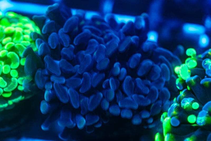 Purple Branching Hammer coral WYSIWYG