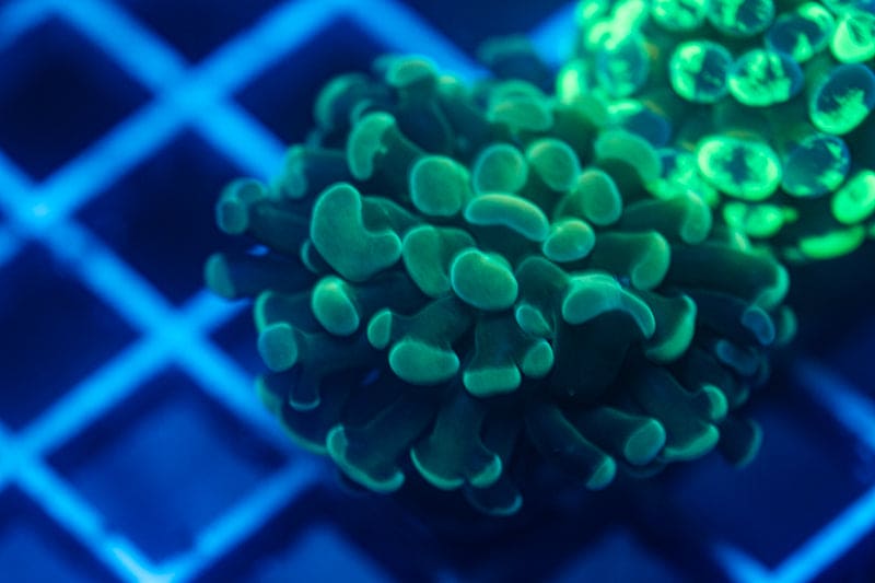 Light Green Branching Hammer coral WYSIWYG
