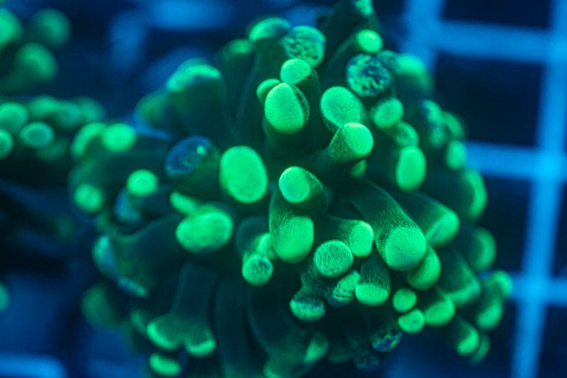 Bright TOXIC splatter Branching Hammer coral WYSIWYG