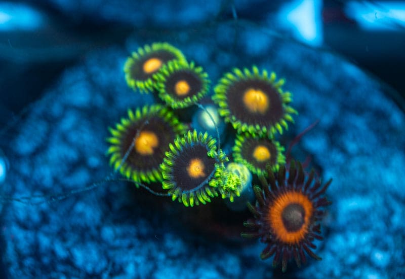 Dragon balls zoanthids WYSIWYG