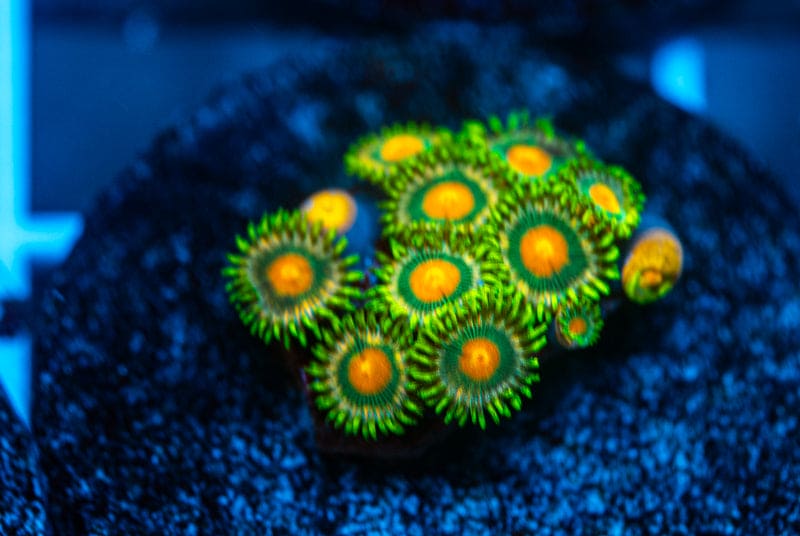 Happy Camper zoanthids WYSIWYG