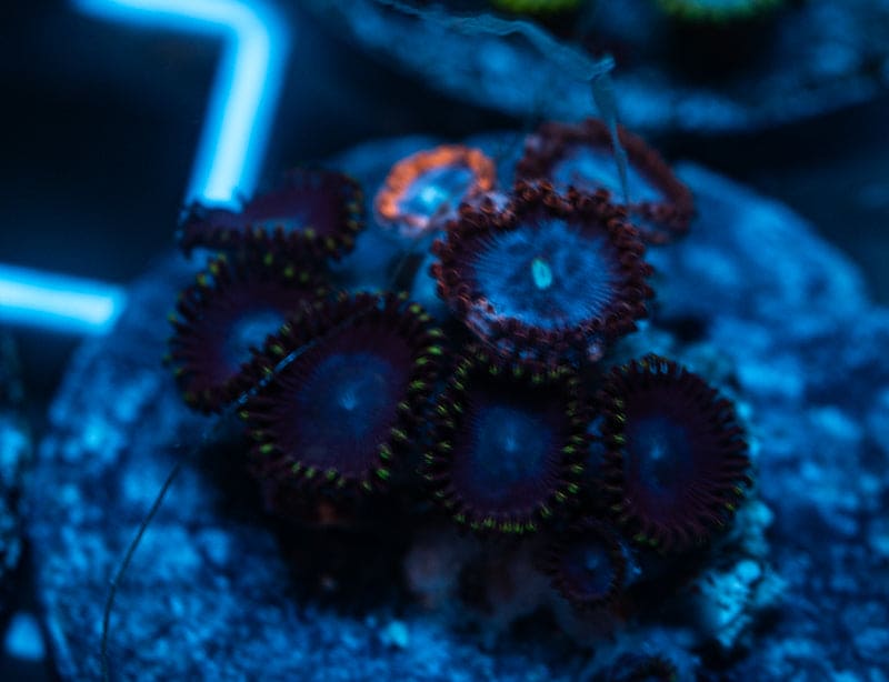Dark Matter zoanthids WYSIWYG