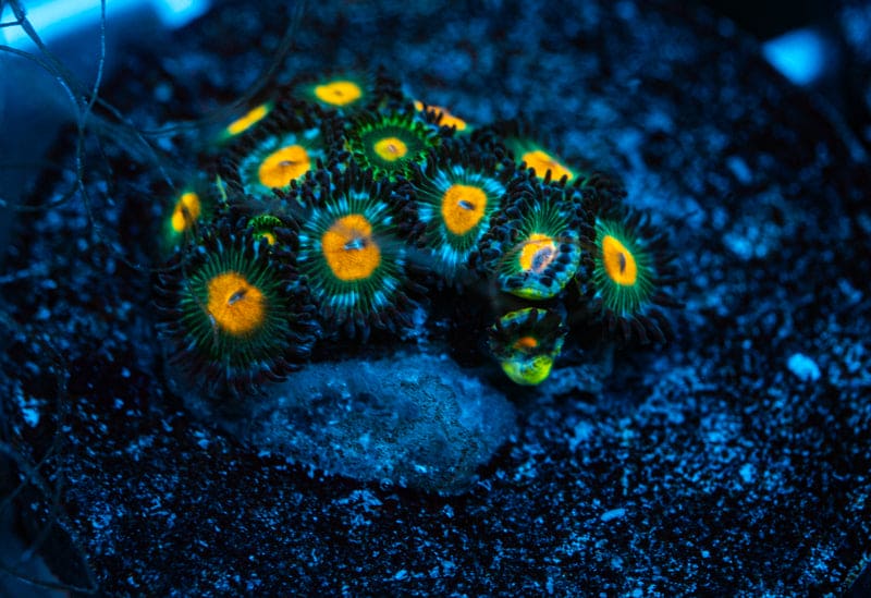 Avatar zoanthids WYSIWYG