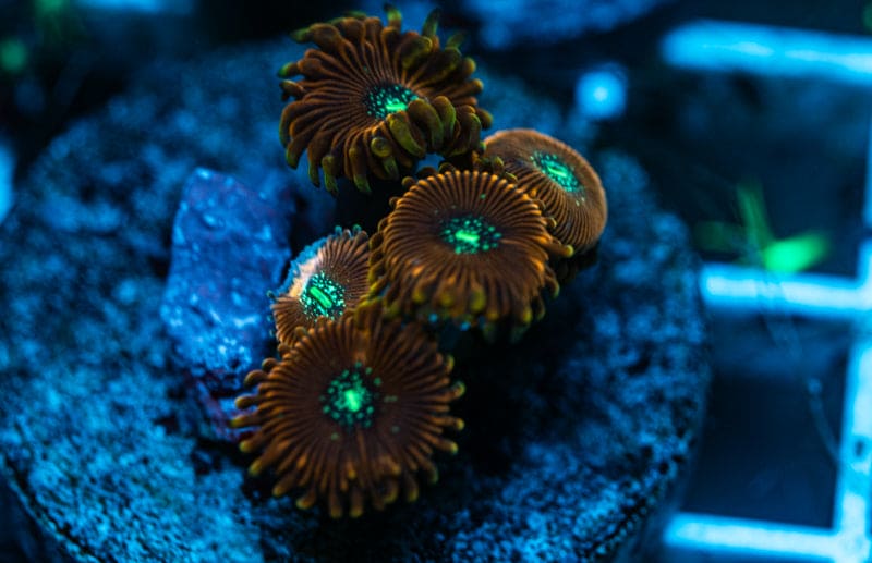 Magician zoanthids WYSIWYG