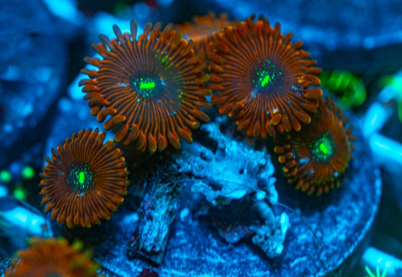 Magicians zoanthids WYSIWYG