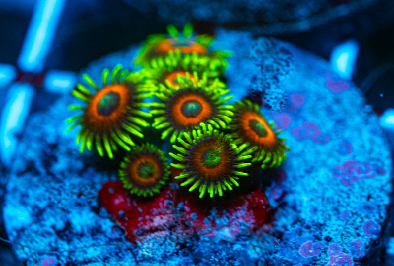 Eagle eye zoanthids WYSIWYG