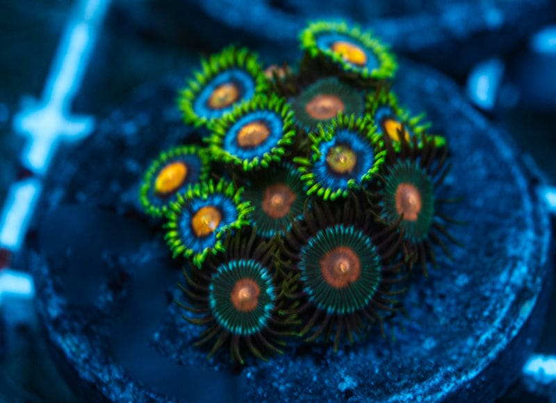zoanthid mixed frag WYSIWYG