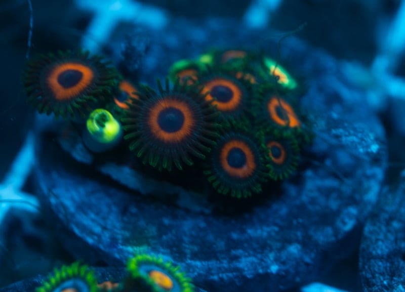 Sharp shooter zoa frag WYSIWYG