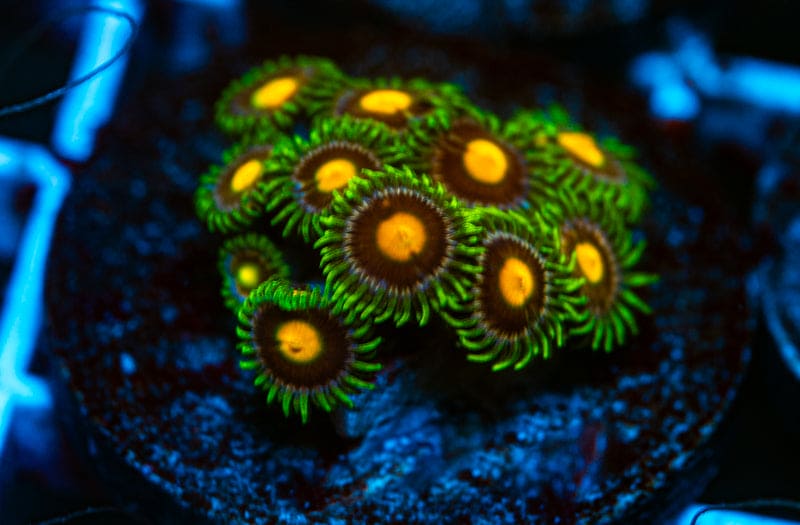 Pretty princess zoa frag WYSIWYG