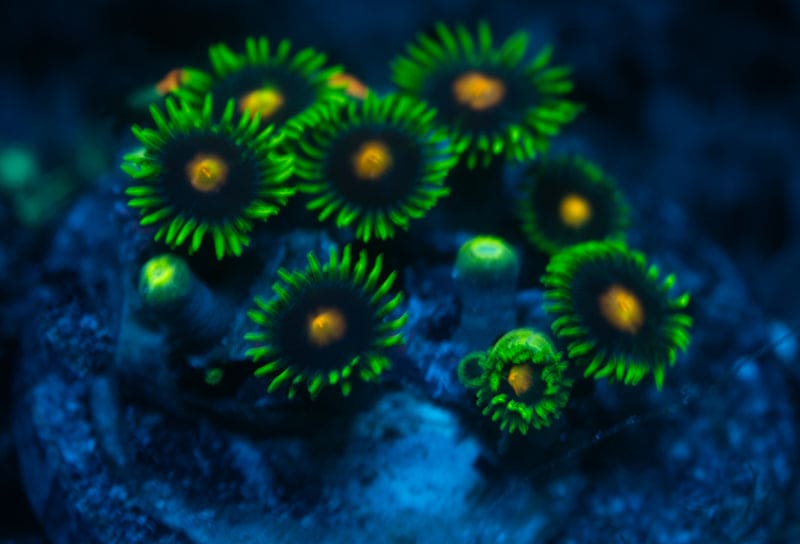 Mellow yellow zoa frag WYSIWYG
