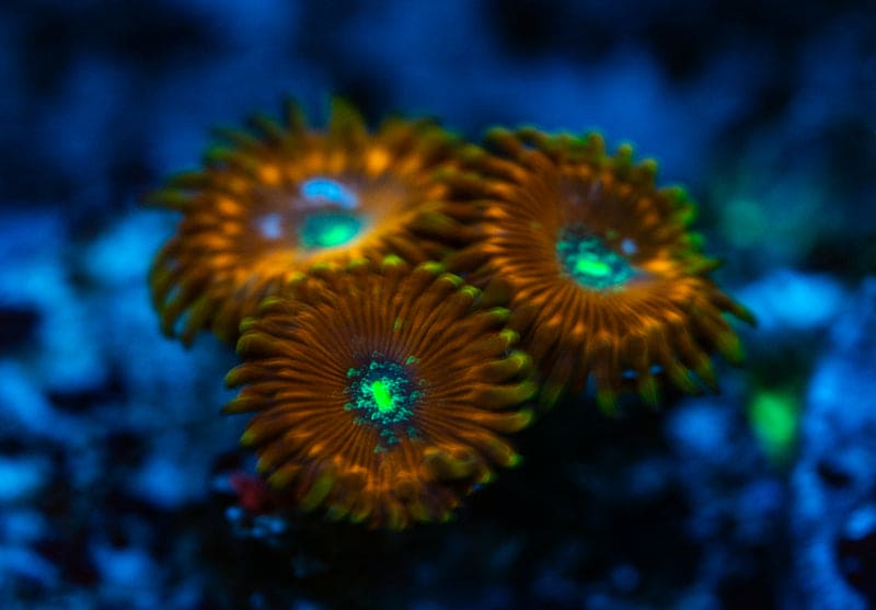 magician zoa frag WYSIWYG