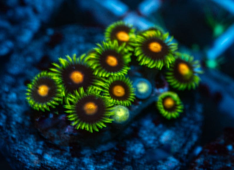 Dragon balls zoa frag WYSIWYG