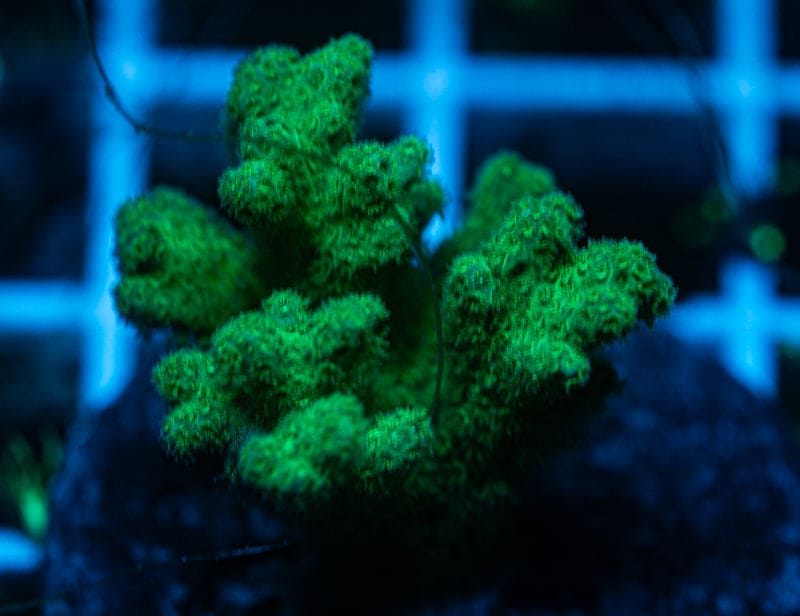 Fiji Green Pocillopora Frag WYSIWYG