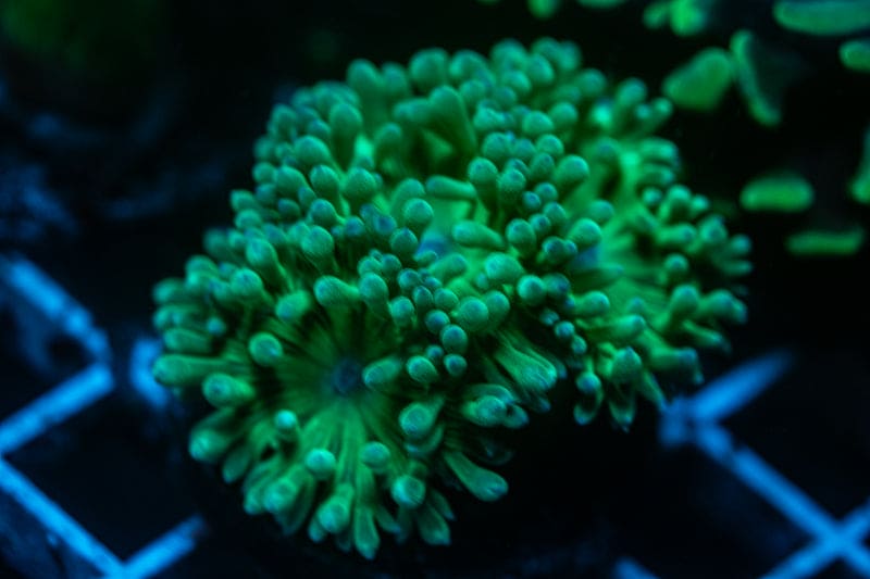 large Duncan Coral Frag WYSIWYG