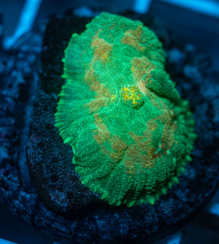 Sunrise mushroom