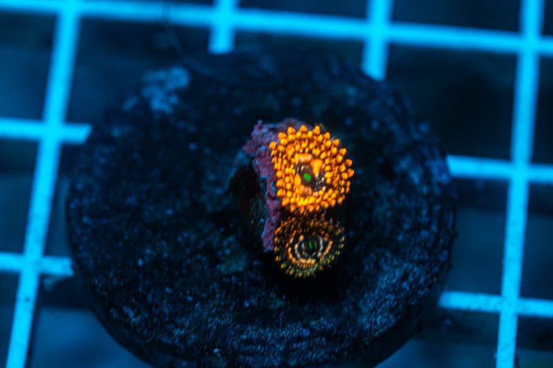 Utter chaos zoa frag WYSIWYG