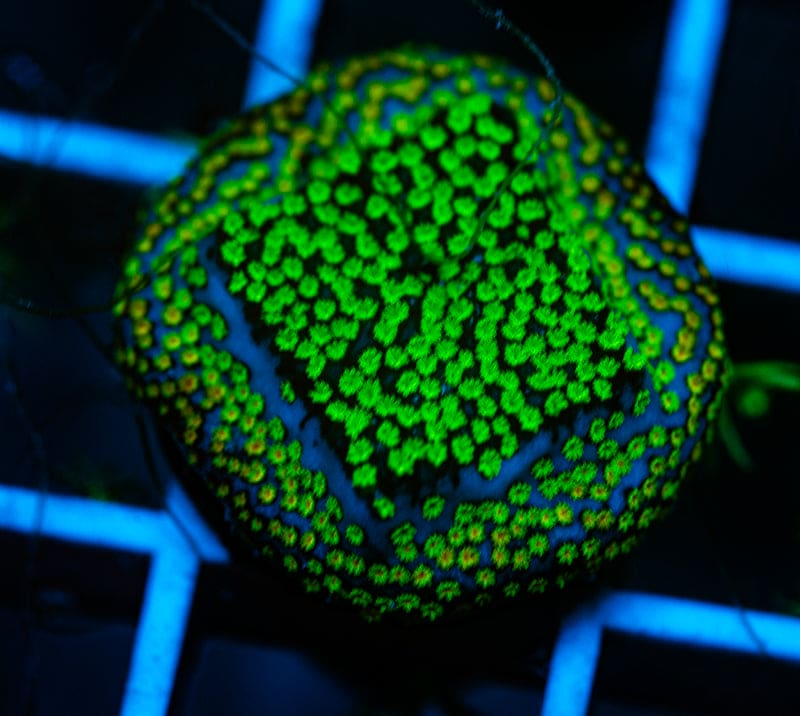 WYSIWYG Aquaman Montipora Frag